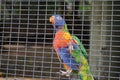 A beautiful and colorful parrot climbing on a cage.